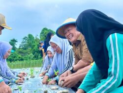 Kunker ke Desa Nario Indah, Pj Bupati Konawe Lakukan Tanam Bibit Cabai Serentak