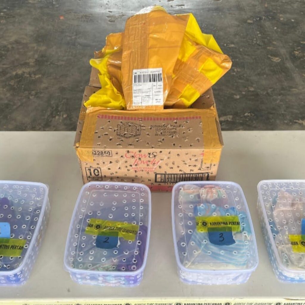 Penyelundupan 51 Reptil Berhasil Digagalkan Petugas Kargo Bandara Mopah
