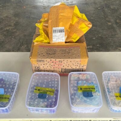 Penyelundupan 51 Reptil Berhasil Digagalkan Petugas Kargo Bandara Mopah