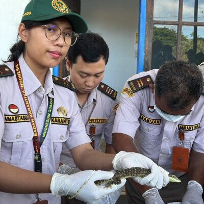 Barantin Gagalkan Penyelundupan Ratusan Satwa Dilindungi di Papua Selatan